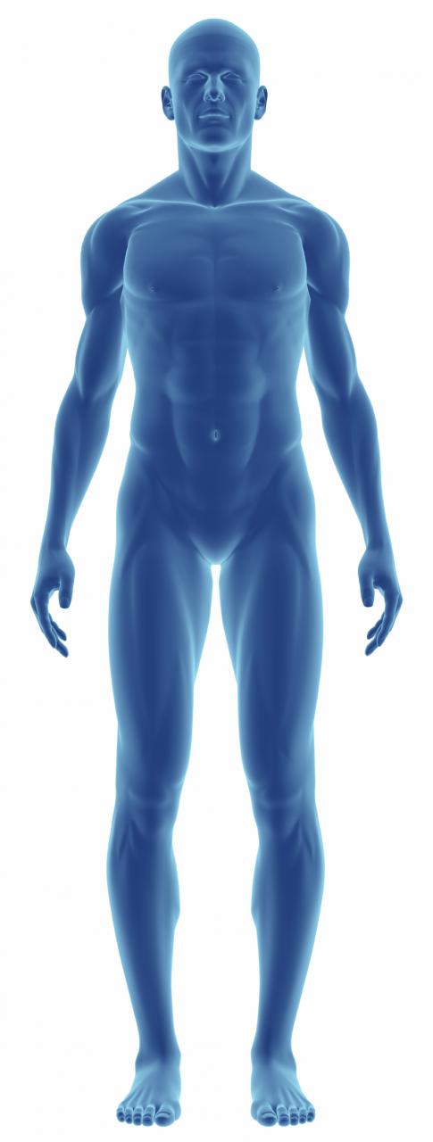 نام: Human-Body.jpg نمایش: 178 اندازه: 35.5 کیلو بایت