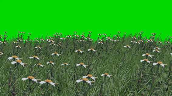 نام: Grass Wwith Flowers 1.jpg نمایش: 133 اندازه: 167.9 کیلو بایت