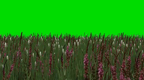 نام: Grass Wwith Flowers 2.jpg نمایش: 90 اندازه: 146.3 کیلو بایت